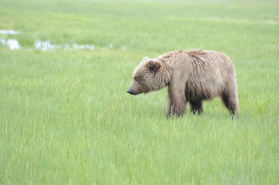 Brown Bear-062818-Lake Clark National Park, AK-#3477.JPG
