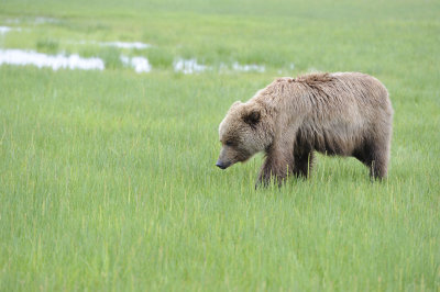 Brown Bear-062818-Lake Clark National Park, AK-#3478.JPG