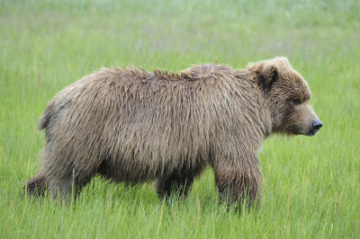 Brown Bear-062818-Lake Clark National Park, AK-#3525.JPG