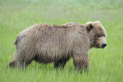 Brown Bear-062818-Lake Clark National Park, AK-#3527.JPG