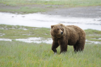 Brown Bear-062818-Lake Clark National Park, AK-3255.JPG