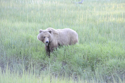 Brown Bear-062918-Lake Clark National Park, AK-#0135-8X10.JPG