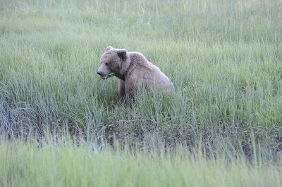 Brown Bear-062918-Lake Clark National Park, AK-#0149-8X10.JPG