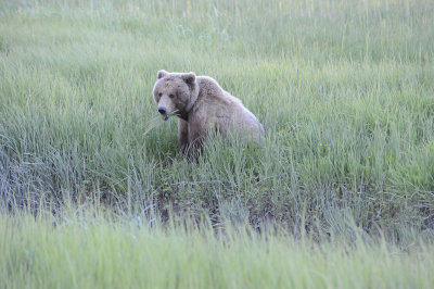 Brown Bear-062918-Lake Clark National Park, AK-#0151-8X10.JPG