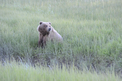 Brown Bear-062918-Lake Clark National Park, AK-#0152-8X10.JPG