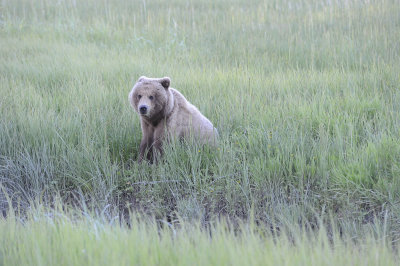 Brown Bear-062918-Lake Clark National Park, AK-#0156-8X10.JPG