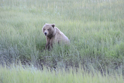 Brown Bear-062918-Lake Clark National Park, AK-#0157-8X10.JPG