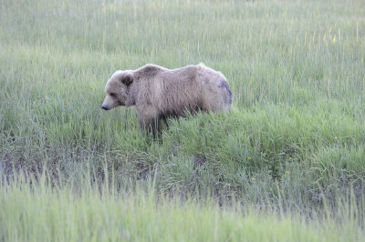 Brown Bear-062918-Lake Clark National Park, AK-#0162-8X10.JPG