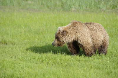 Brown Bear-062918-Lake Clark National Park, AK-#0960.JPG
