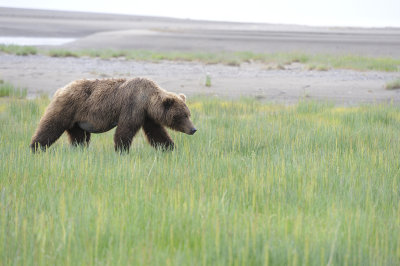 Brown Bear-062918-Lake Clark National Park, AK-#1035.JPG