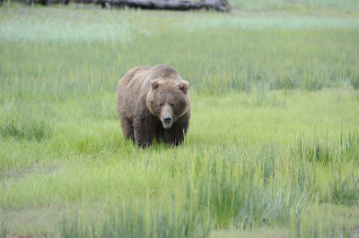 Brown Bear-062918-Lake Clark National Park, AK-#1073.JPG