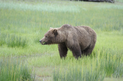 Brown Bear-062918-Lake Clark National Park, AK-#1084.JPG