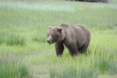 Brown Bear-062918-Lake Clark National Park, AK-#1087.JPG