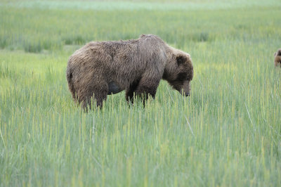 Brown Bear-062918-Lake Clark National Park, AK-#1102.JPG