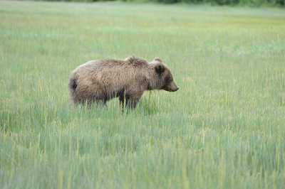 Brown Bear-062918-Lake Clark National Park, AK-#1111.JPG