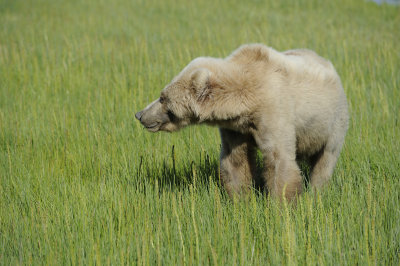 Brown Bear-062918-Lake Clark National Park, AK-#1426.JPG