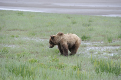 Brown Bear-062918-Lake Clark National Park, AK-#3298.JPG