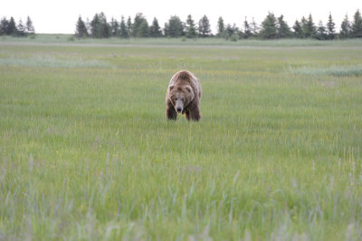 Brown Bear-063018-Lake Clark National Park, AK-#0193-8X10.JPG