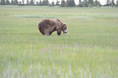 Brown Bear-063018-Lake Clark National Park, AK-#0201-8X10.JPG