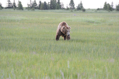 Brown Bear-063018-Lake Clark National Park, AK-#0208-8X10.JPG