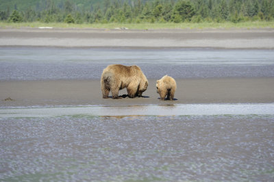 Brown Bear-063018-Lake Clark National Park, AK-#0373.JPG