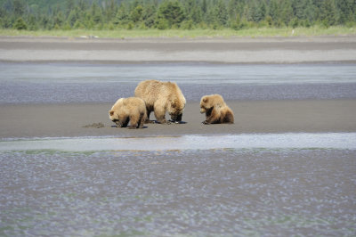 Brown Bear-063018-Lake Clark National Park, AK-#0382.JPG