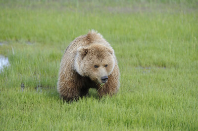 Brown Bear-063018-Lake Clark National Park, AK-#0418.JPG