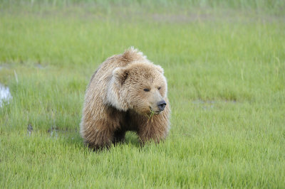 Brown Bear-063018-Lake Clark National Park, AK-#0420.JPG