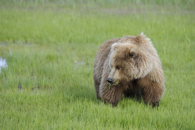 Brown Bear-063018-Lake Clark National Park, AK-#0421.JPG
