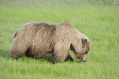 Brown Bear-063018-Lake Clark National Park, AK-#0435.JPG