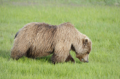 Brown Bear-063018-Lake Clark National Park, AK-#0436.JPG