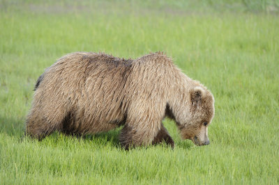 Brown Bear-063018-Lake Clark National Park, AK-#0437.JPG