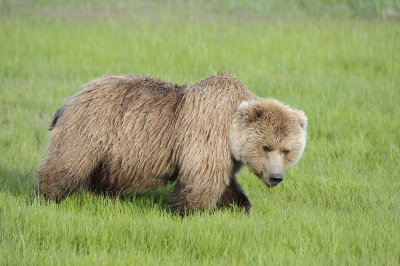 Brown Bear-063018-Lake Clark National Park, AK-#0441.JPG