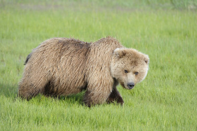 Brown Bear-063018-Lake Clark National Park, AK-#0442.JPG