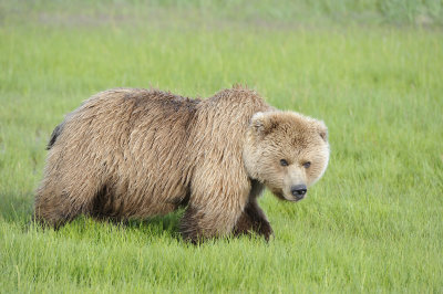 Brown Bear-063018-Lake Clark National Park, AK-#0449.JPG