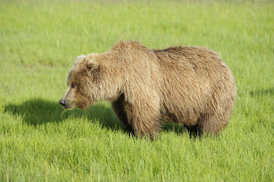 Brown Bear-063018-Lake Clark National Park, AK-#0477.JPG
