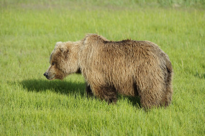 Brown Bear-063018-Lake Clark National Park, AK-#0487.JPG