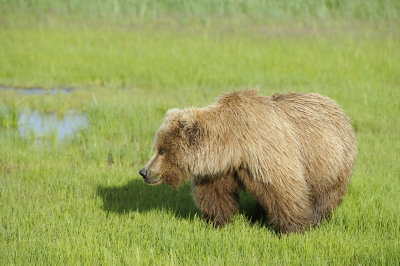 Brown Bear-063018-Lake Clark National Park, AK-#0499.JPG