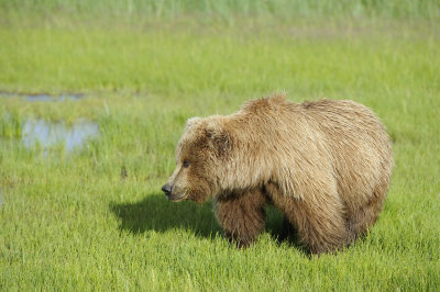 Brown Bear-063018-Lake Clark National Park, AK-#0501.JPG