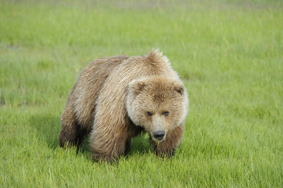Brown Bear-063018-Lake Clark National Park, AK-#0515.JPG