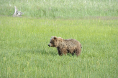 Brown Bear-063018-Lake Clark National Park, AK-#0516.JPG
