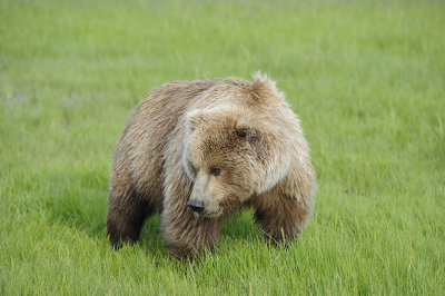 Brown Bear-063018-Lake Clark National Park, AK-#0518.JPG
