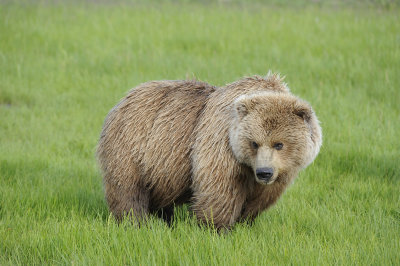 Brown Bear-063018-Lake Clark National Park, AK-#0521.JPG