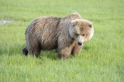 Brown Bear-063018-Lake Clark National Park, AK-#0585.JPG