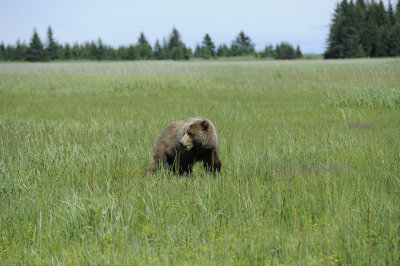 Brown Bear-063018-Lake Clark National Park, AK-#0599.JPG