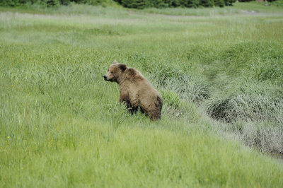 Brown Bear-063018-Lake Clark National Park, AK-#0600.JPG