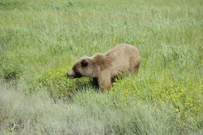 Brown Bear-063018-Lake Clark National Park, AK-#0620.JPG