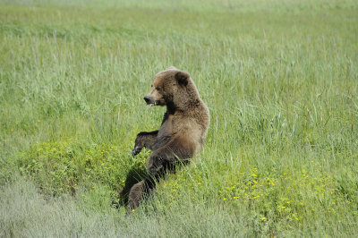 Brown Bear-063018-Lake Clark National Park, AK-#0635.JPG