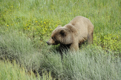 Brown Bear-063018-Lake Clark National Park, AK-#0662.JPG