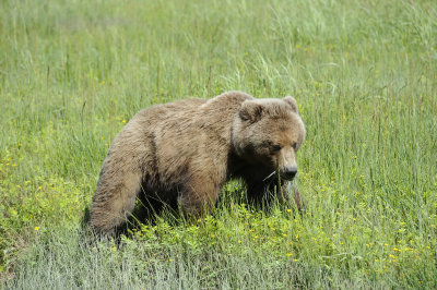 Brown Bear-063018-Lake Clark National Park, AK-#0672.JPG
